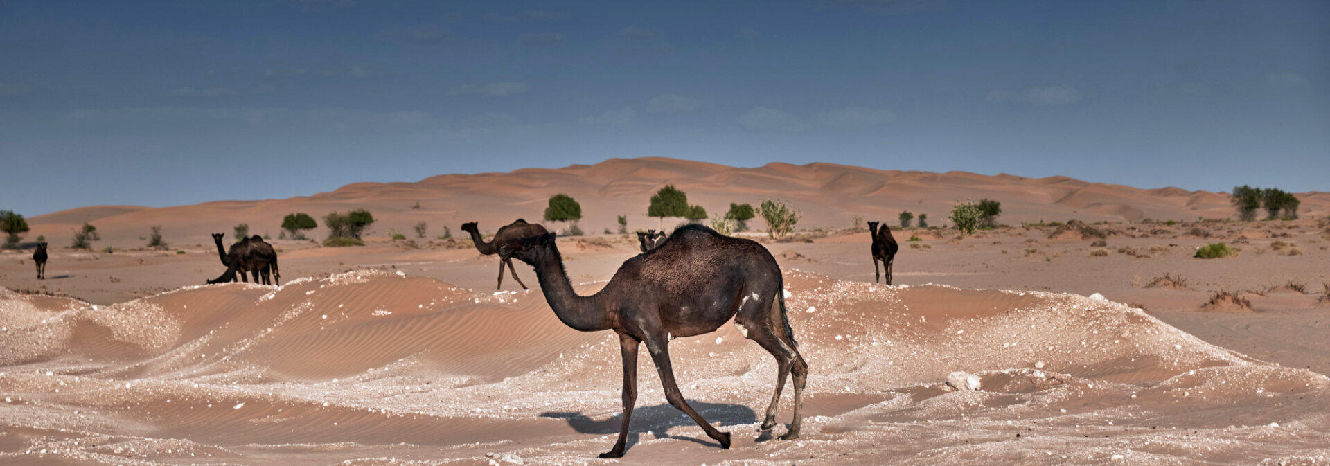 Wild camels crossing the dunes in the Empty Quarter, Oman | nomad
